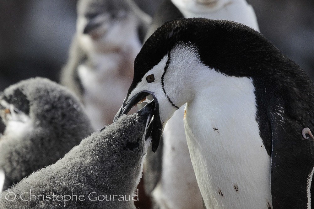 Антарктический пингвин - ML205176451