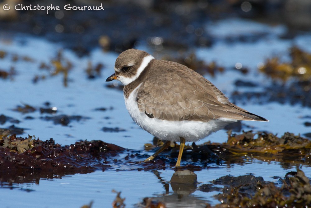 Semipalmated Plover - Christophe Gouraud