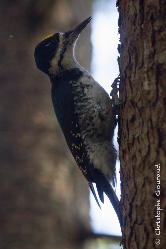 Black-backed Woodpecker - ML205176971