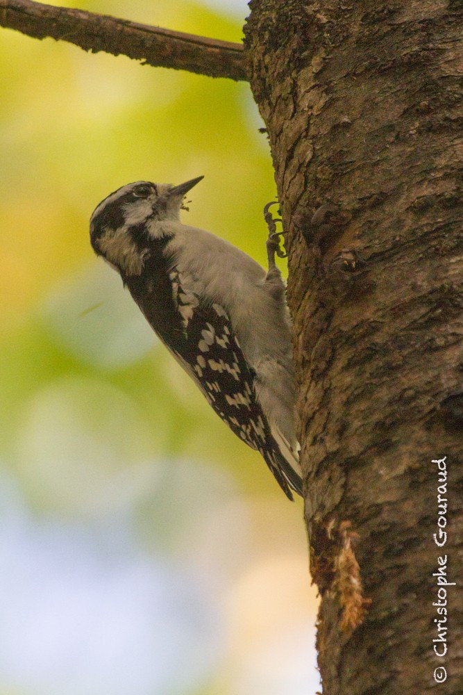 Downy Woodpecker (Eastern) - ML205176981