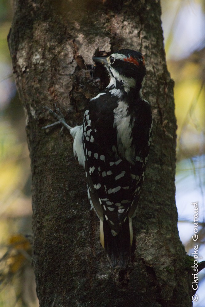 Hairy Woodpecker (Eastern) - ML205177001