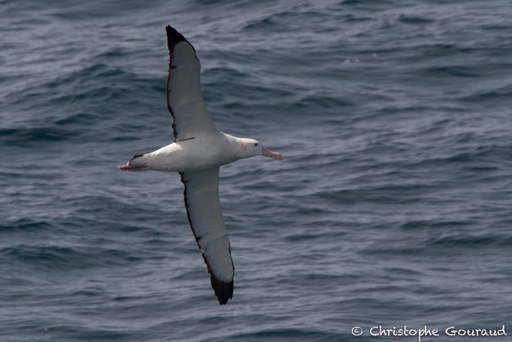 albatros stěhovavý - ML205177141