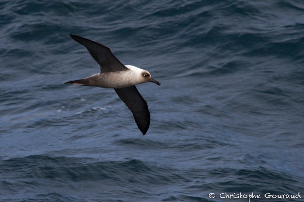 Light-mantled Albatross - Christophe Gouraud