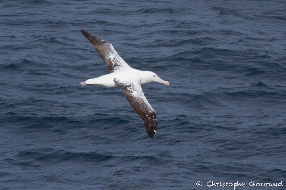 Southern Royal Albatross - ML205177171