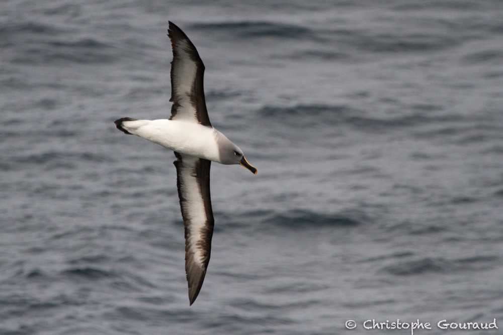 albatros šedohlavý - ML205177181