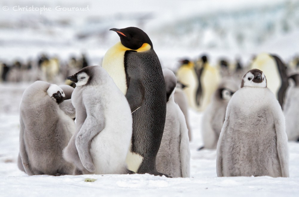 Emperor Penguin - Christophe Gouraud
