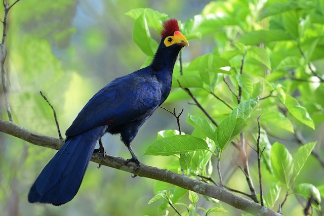 Photos - Ross's Turaco - Tauraco rossae - Birds of the World