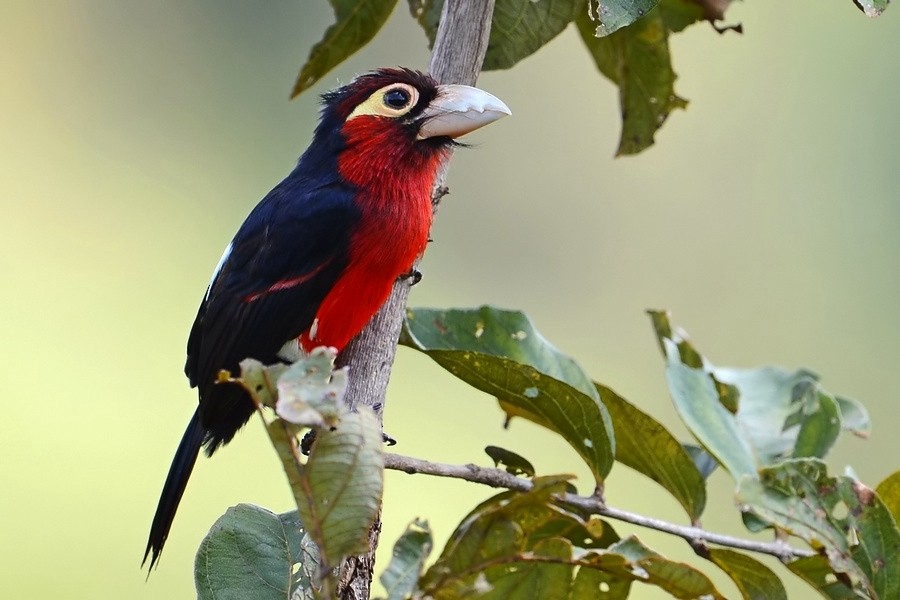 Double-toothed Barbet - Kris Blachowiak