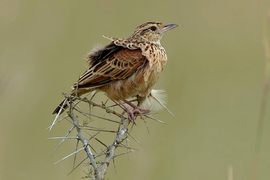 Red-winged Lark (Red-winged) - ML205177411