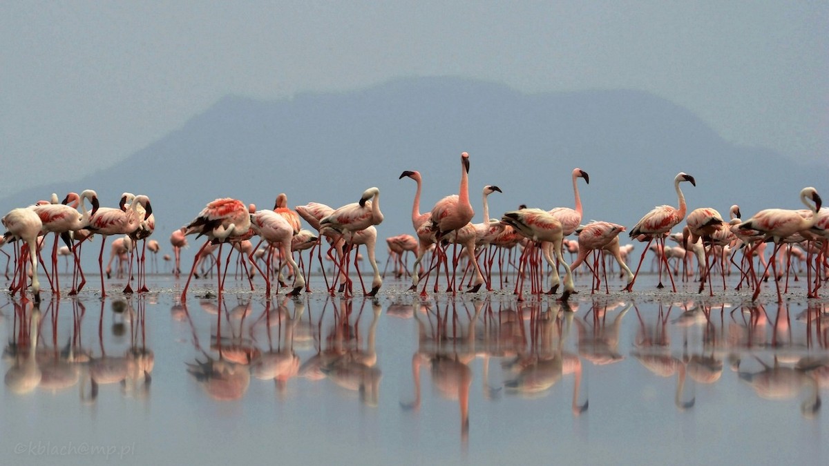 Lesser Flamingo - Kris Blachowiak