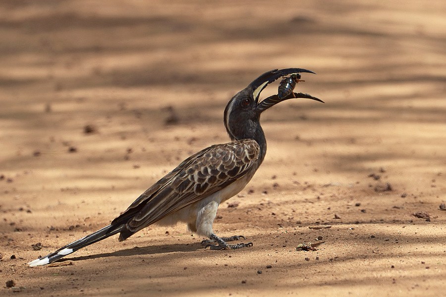 African Gray Hornbill - Kris Blachowiak