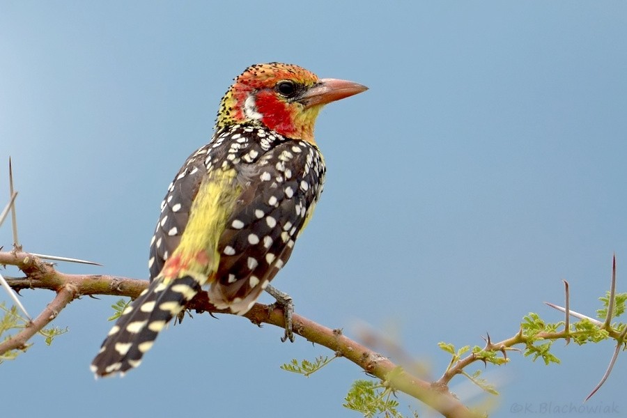 Red-and-yellow Barbet - ML205177641