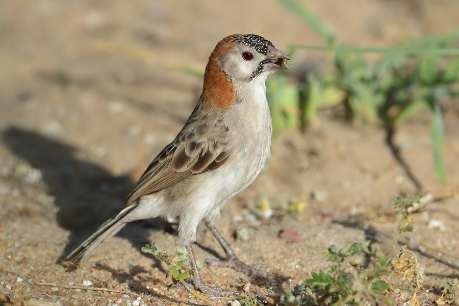Speckle-fronted Weaver - ML205177671