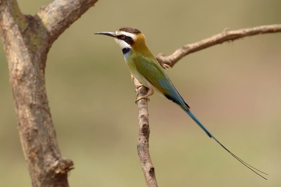 White-throated Bee-eater - Kris Blachowiak