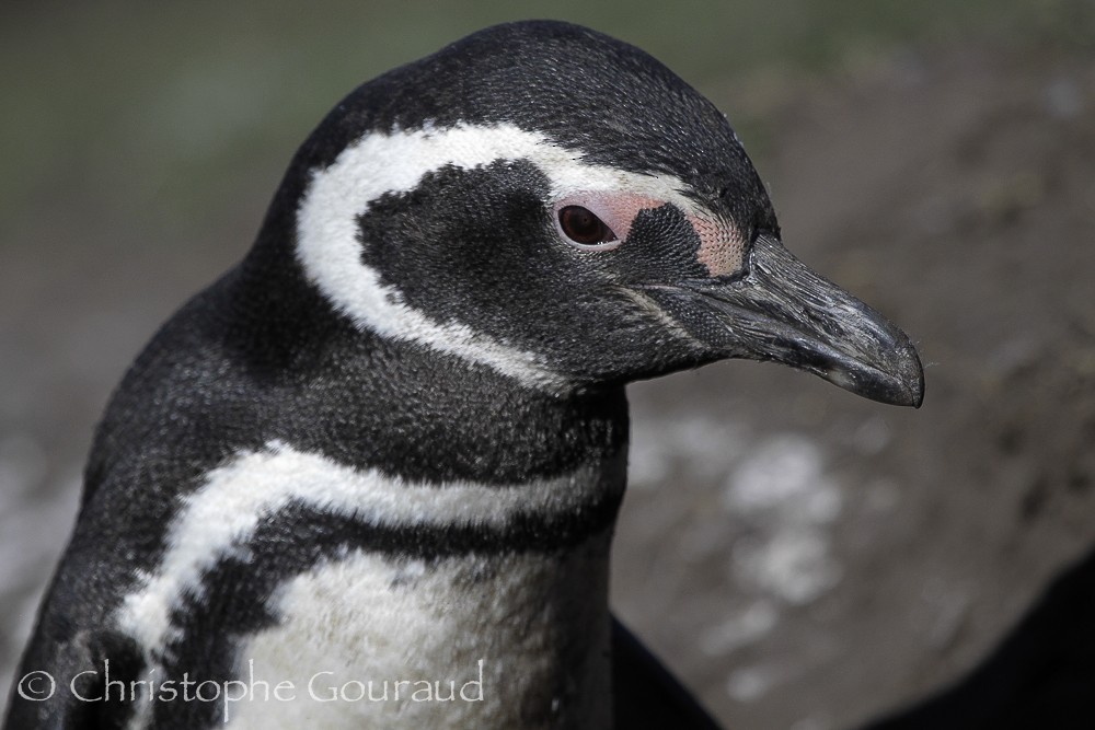 Magellanic Penguin - Christophe Gouraud