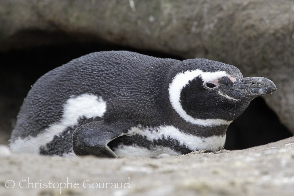 Magellanic Penguin - Christophe Gouraud