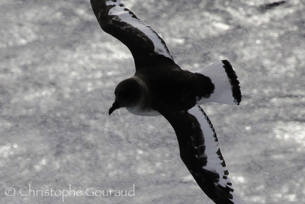 Antarctic Petrel - Christophe Gouraud