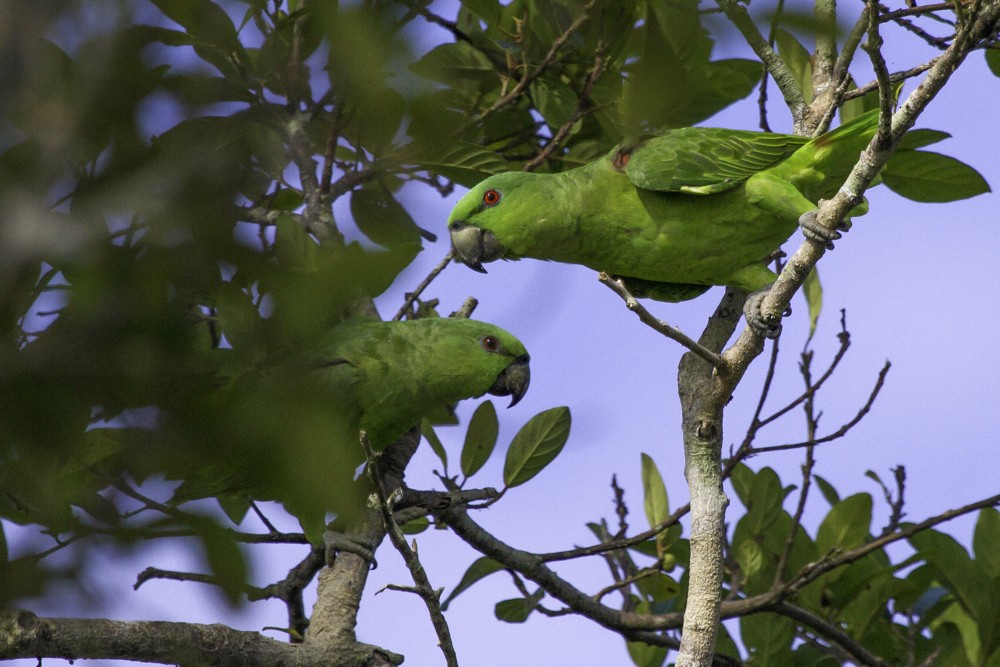 Short-tailed Parrot - Christophe Gouraud