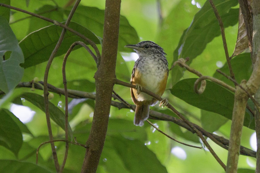 Peruvian Warbling-Antbird - ML205178611