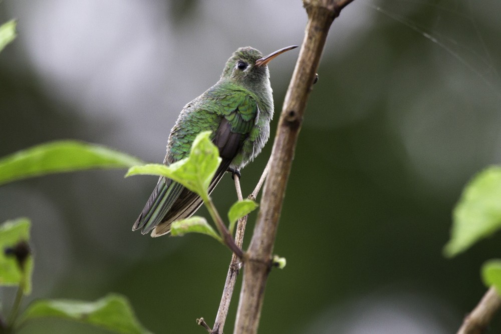 kolibřík zelenoocasý - ML205178621
