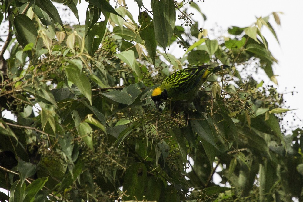 Green-and-gold Tanager - ML205178691