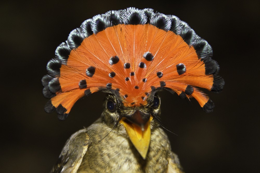 Tropical Royal Flycatcher (Amazonian) - Christophe Gouraud