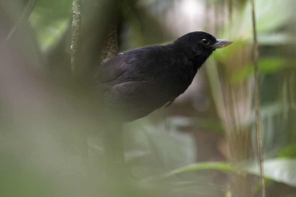 Black Bushbird - ML205178861