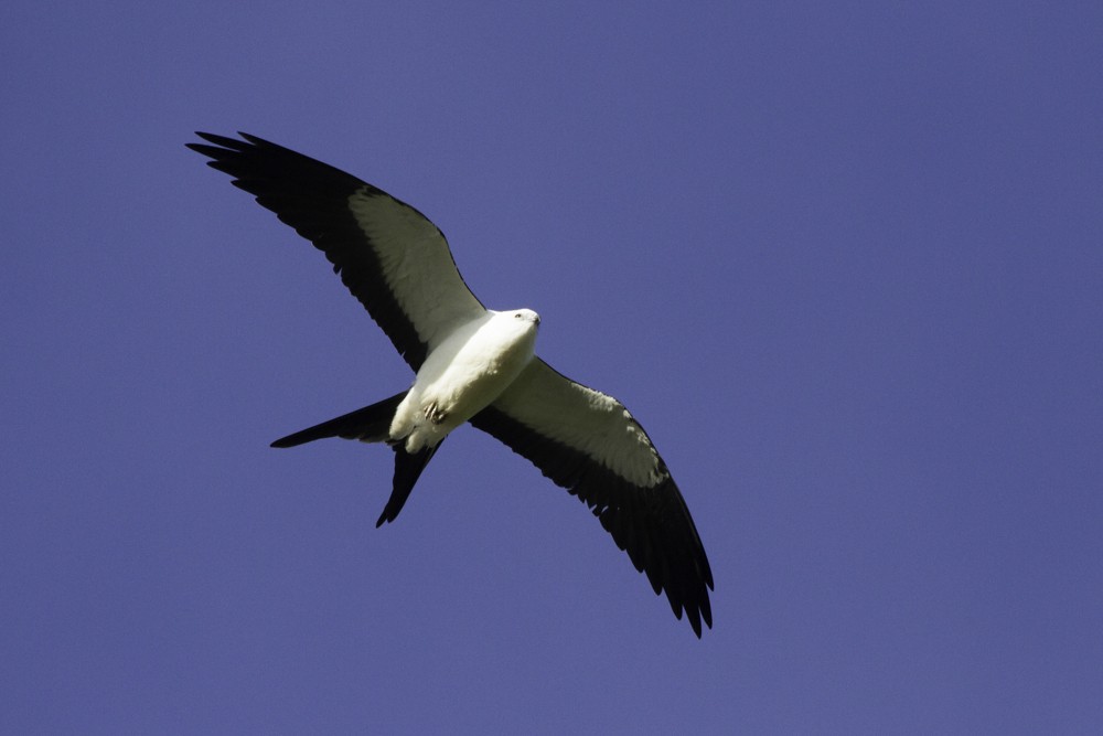 Swallow-tailed Kite - ML205179011