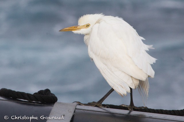 Western Cattle Egret Identification, All About Birds, Cornell Lab