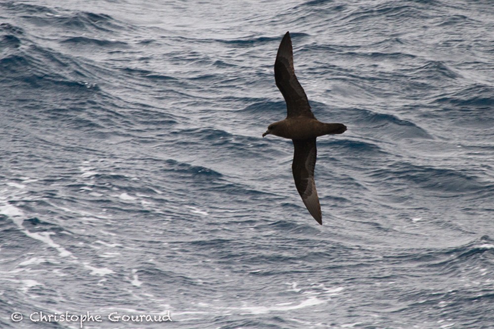 Great-winged Petrel - Christophe Gouraud