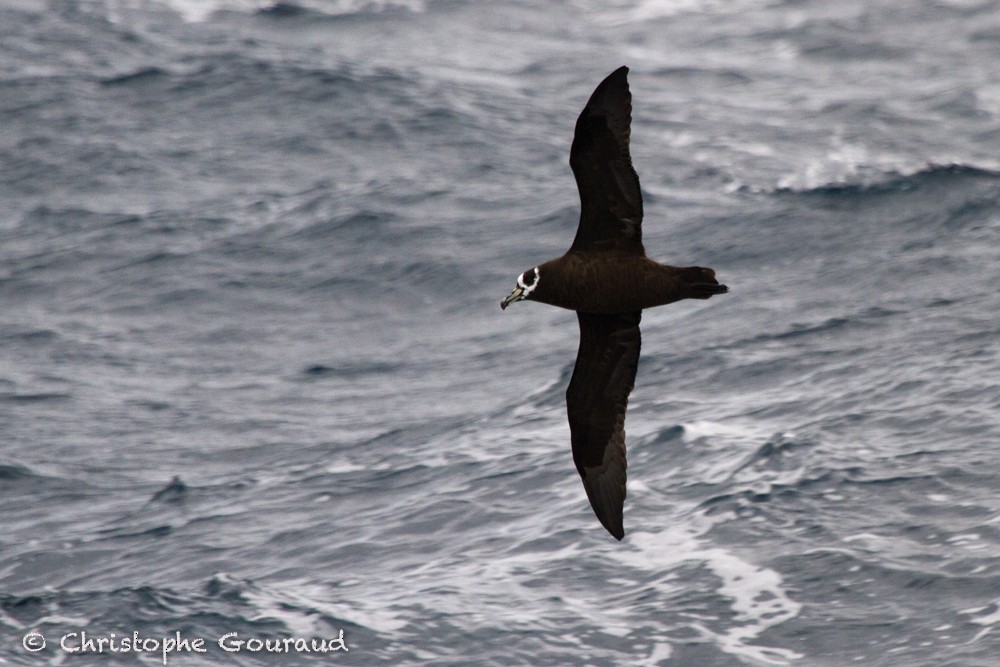 Spectacled Petrel - Christophe Gouraud