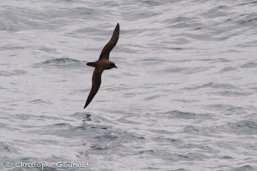 Great-winged Petrel - Christophe Gouraud
