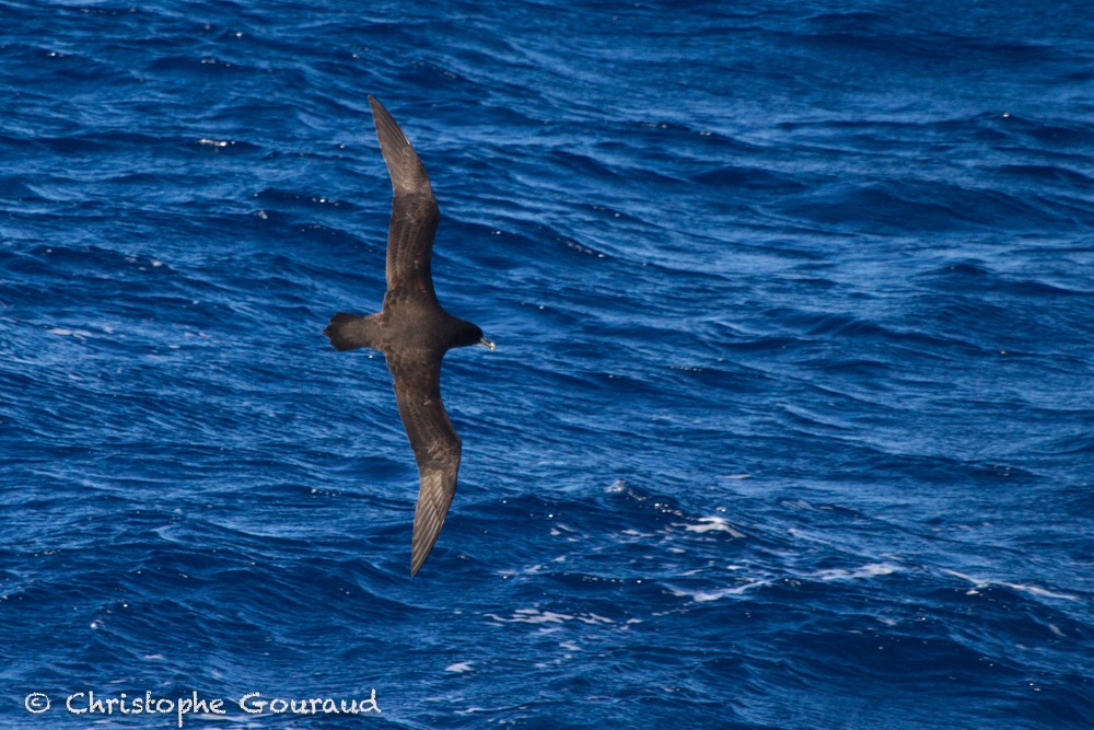 White-chinned Petrel - Christophe Gouraud