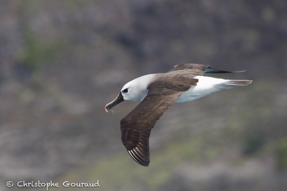 Atlantic Yellow-nosed Albatross - Christophe Gouraud