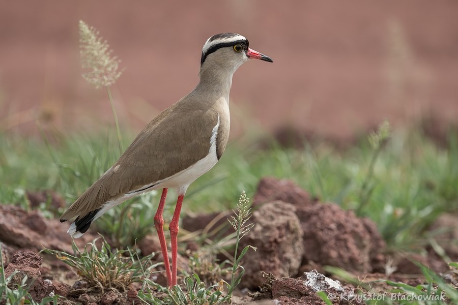 Crowned Lapwing - ML205179831
