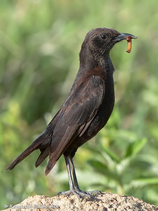 Northern Anteater-Chat - ML205179851