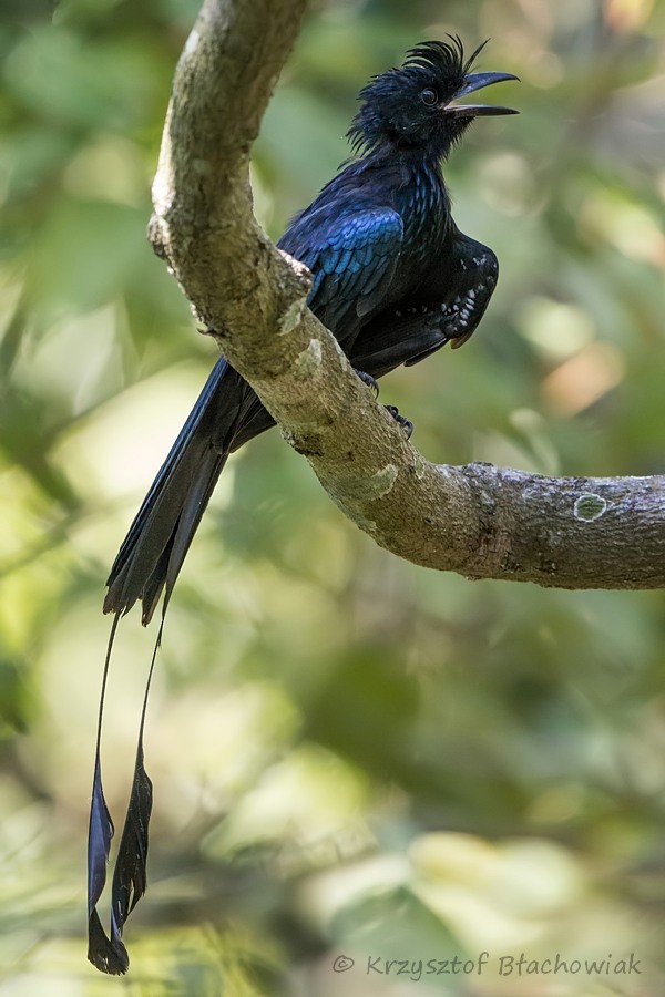 Greater Racket-tailed Drongo - ML205179971