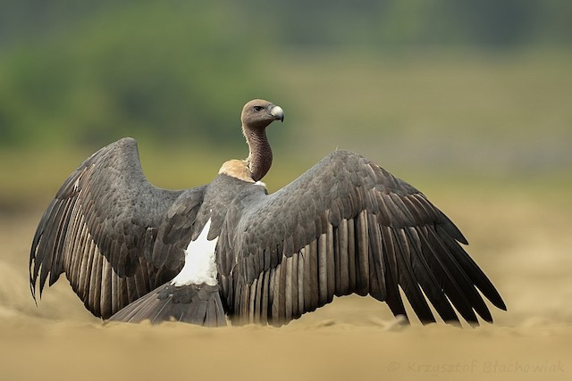 Possible confusion species: White-rumped Vulture (<em class="SciName notranslate">Gyps bengalensis</em>). - White-rumped Vulture - 