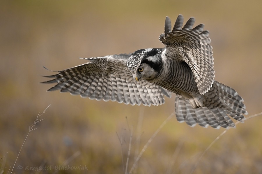 Northern Hawk Owl - Kris Blachowiak