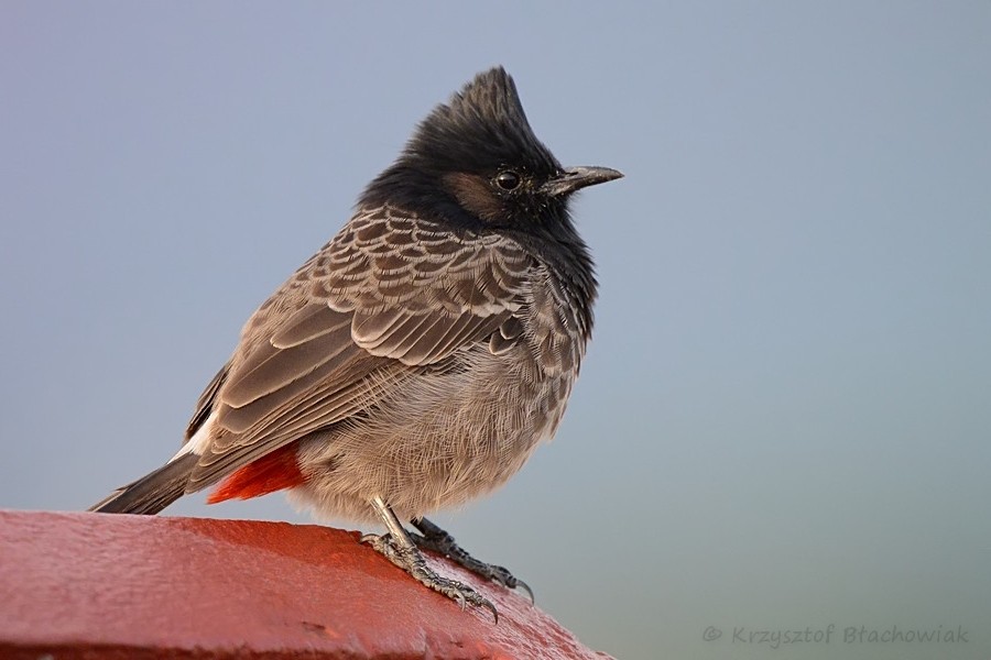 Red-vented Bulbul - ML205180131