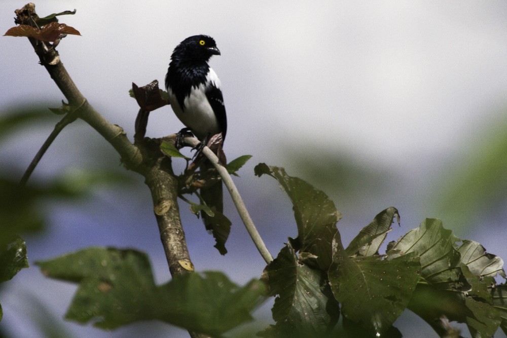 Magpie Tanager - Christophe Gouraud