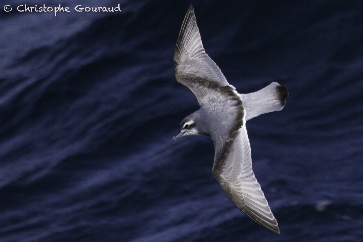 Antarctic Prion - Christophe Gouraud