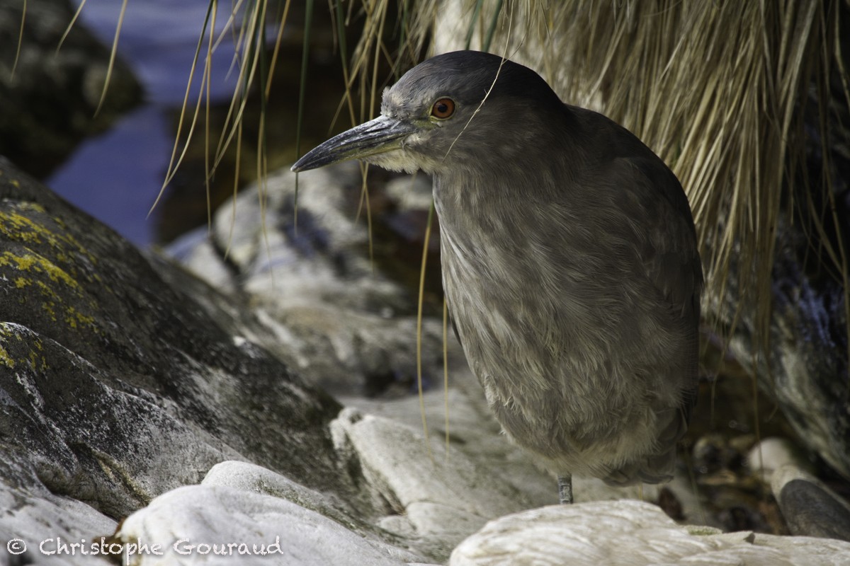 Black-crowned Night Heron (Falklands) - Christophe Gouraud