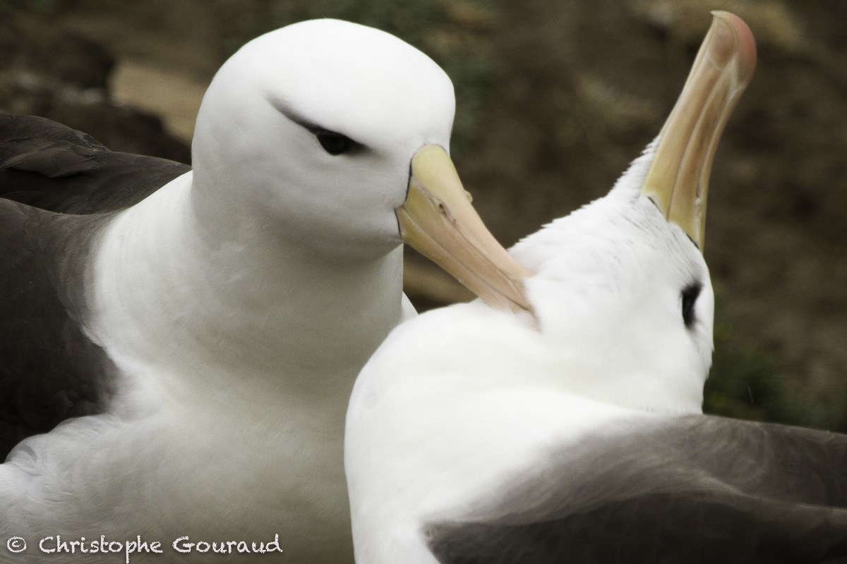 Black-browed Albatross (Black-browed) - ML205181081