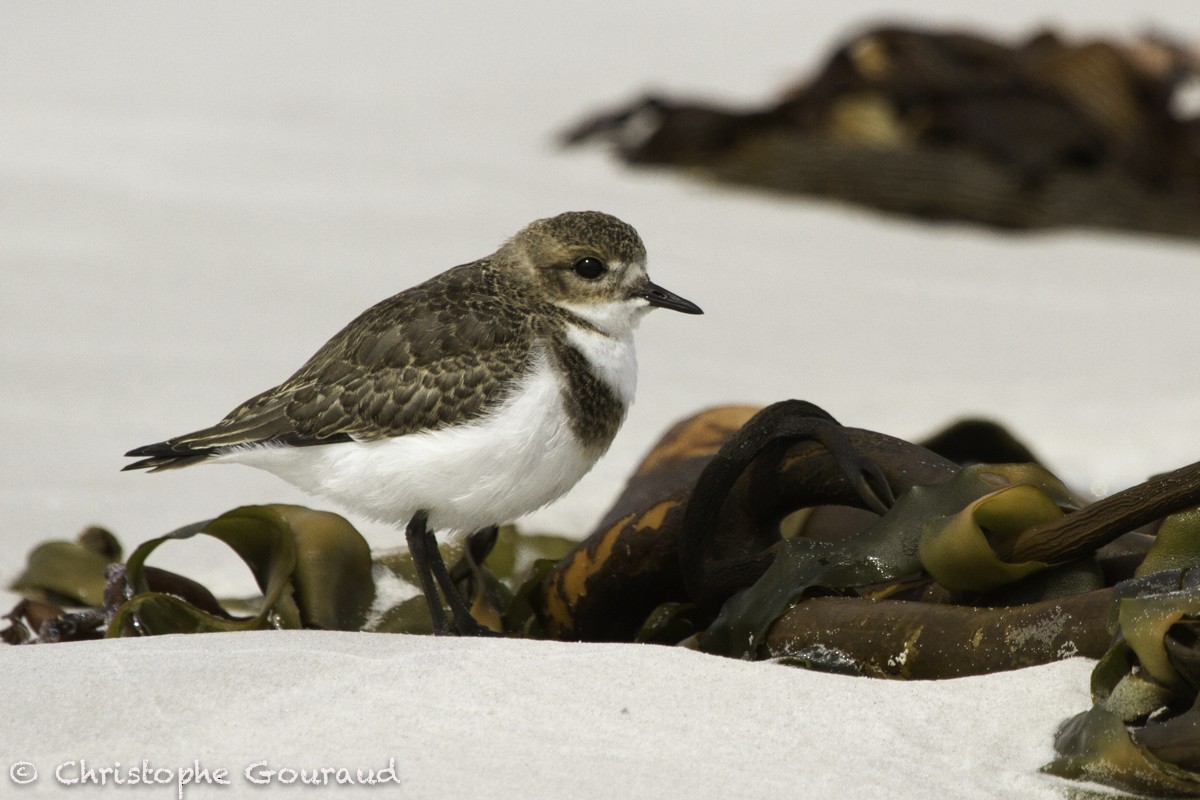 Two-banded Plover - Christophe Gouraud