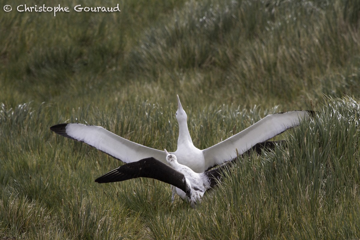 albatros stěhovavý - ML205181191