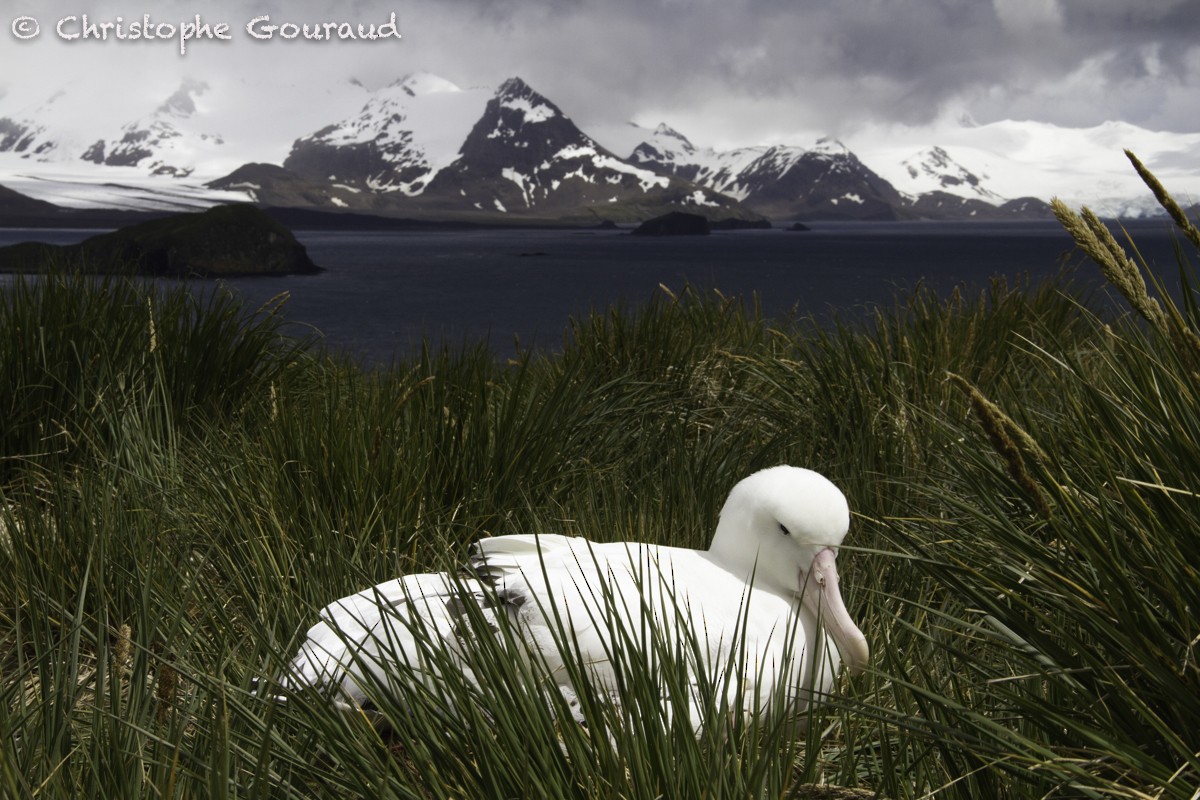 Snowy Albatross - ML205181201