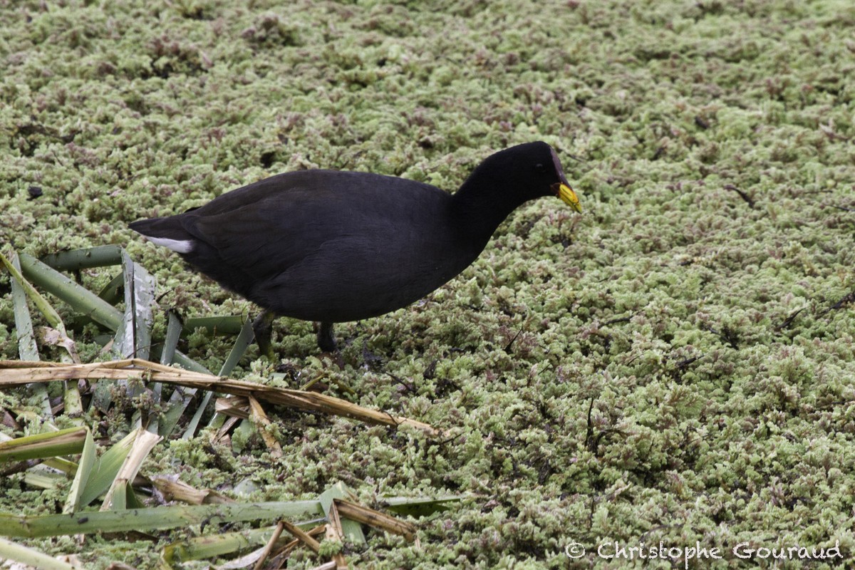 Red-fronted Coot - ML205181261
