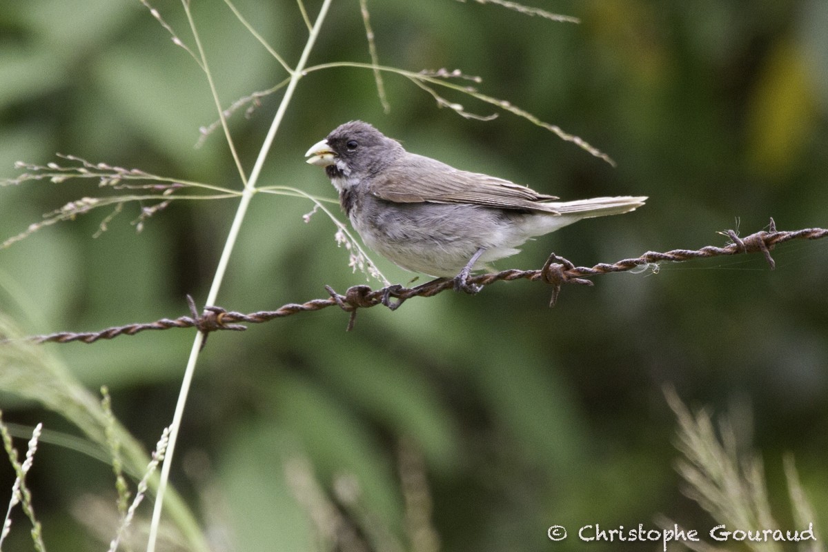 Double-collared Seedeater - ML205181321
