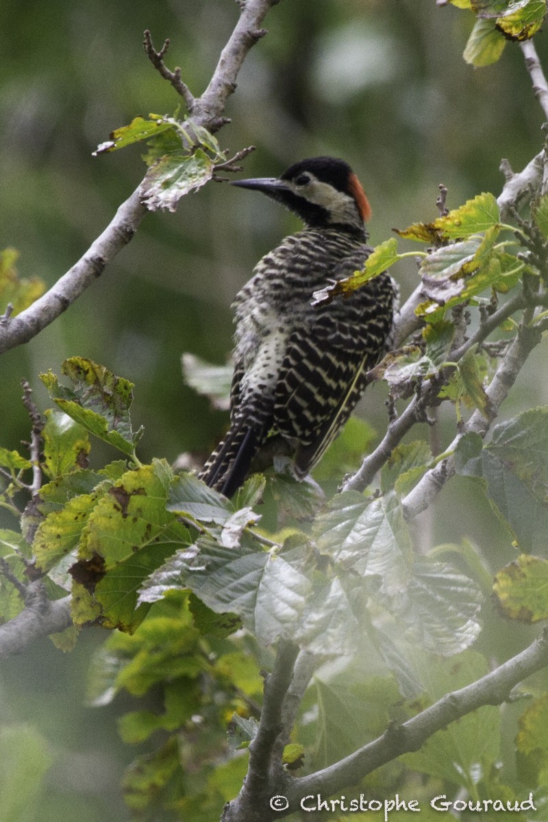 Green-barred Woodpecker (Golden-breasted) - ML205181351